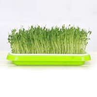 Khay trồng Rau mầm Thủy canh MAM-100, Chậu trồng Rau mầm 2 lớp