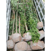 khế chua các loại
