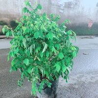 Khế Lá Cụp Cho Nhiều Quả Ngọt