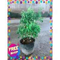 Khế Lá Cụp Cho Nhiều Quả Ngọt