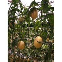 Kho buôn -25 K COMBO 4O VIÊN NÉN + 1 DÂU ĐỎ + 1 DƯA PEPINO