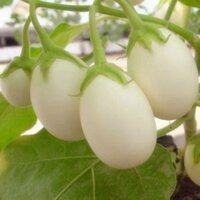 Kho buôn BỘ 06 gói cà pháo trứng trắng tặng 2 phân bón