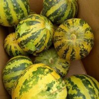 Kho buôn COMBO 5 gói hạt giống dưa lê da ếch TẶNG 1 phân bón