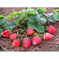 Kho buôn FREE SHIP BỘ 10 gói Hạt giống Dâu Tây ĐỎ F1