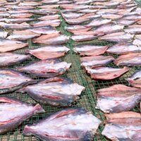 Khô Cá Basa Cô Ngọc Food Đặc Sản Đồng Tháp Vùng Đất Sen Hồng