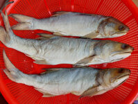 Khô cá chét mặn, muối dùi Cà Mau