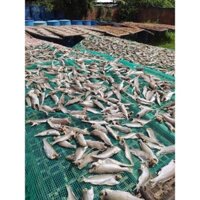 Khô cá đù mặn - vừa ăn