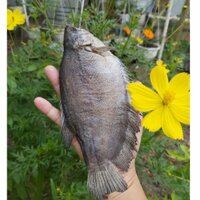 KHÔ CÁ SẶC BỔI ( SẶC RẰN)  HÀNG LẠT VỪA ĂN