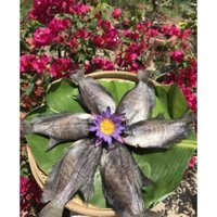 Khô cá sặc rằn, 1 kg 10 con, vị vừa ăn, bao ngon