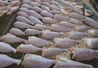 Khô đù 1 nắng  Cá đù là cá gì Thơm Ngon Thịt Dày Ngọt Giàu Chất Dinh Dưỡng- Loại Hảo Hạng Chọn Lọc 10 Con Như Nhau Cả 10 - Chất Lượng Số 1- Hàng Tuyển Chọn Kỹ Lưỡng -500Gram