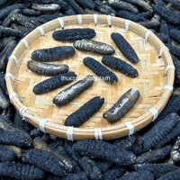 (Kho Sỉ) HẢI SÂM CÁT PHÚ QUỐC (SIZE 150 – 160 CON/1KG)