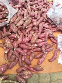 khoai lang cát ruột vàng Quảng Nam đầu tấn giá 6.5k