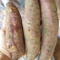 Khoai lang Mật Đặc sản vùng đất Tà Nung Đà Lạt