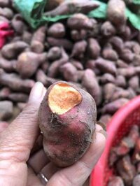 khoai lang mật giá chỉ từ 5k