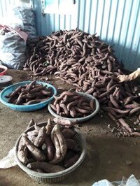 khoai lang mật nhỏ sỉ giá 5k