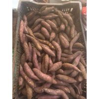 khoai lang mật size nhỏ 15-18 củ combo5kg