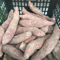 🍠"KHOAI LANG MẬT TÀ NUNG