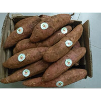 khoai lang mật Thùng 5kg