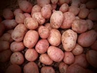 khoai tây hồng Đà Lạt bán sỉ giá chỉ từ 5k