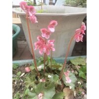 khóm hoa sen cạn củ sen cạn