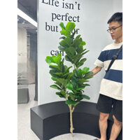 (KHÔNG GỒM CHẬU) CÂY BÀNG SINGAPORE GIẢ CAO 1M6- CÂY GIẢ DECOR