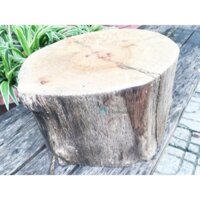 Khúc gỗ tự nhiên tròn size lớn gỗ cây bằng lăng (cao 20cm x phi 20-21cm) dùng trang trí vintage – đạo cụ – làm ghế – kệ