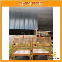 khung lồng chim chào mào báng súng chất liệu trúc giá rẻ CHIM BIRD