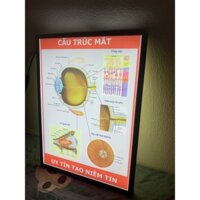 Khung tranh điện Y Khoa  Để Bàn, Treo Tường-Tranh nhãn khoa-Cấu trúc mắt'. Nhãn Khoa.