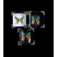 Khung tranh nghệ thuật bướm đêm Urania Ripheus treo tường, hộp quà, quà tặng, quà trang trí.