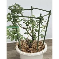 Khung trồng hoa cao 90cm 5 cạnh dài 28cm Daim