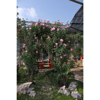 Khung vòm cổng hoa rộng 150cm cao 200cm chuyên trồng hoa hồng leo Daim