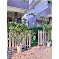 Khung vòm cổng hoaDaim cao 225cm rộng 150cm màu trắng (mẫu thùng) khung vòm trồng hoa hồng leo