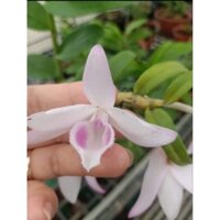 Ki hoa lan giống Hồng Yên Thuỷ