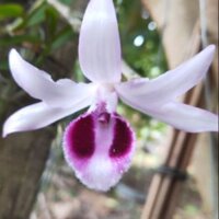 Ki lan phi điệp yên tử mặt hoa y hình