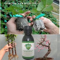 Kích rể hữu cơ thế hệ mới dùng cho tất cả các loại cây, lọ 100ml, giâm cành, phục hồi, ra rể mạnh