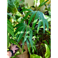 Kiểng lá amydrium zippelianum (zipper) cây lớn