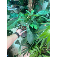 Kiểng lá Én Philodendron 69689