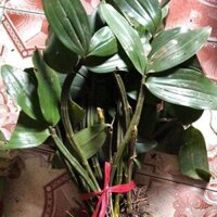 Kiều mỡ gà