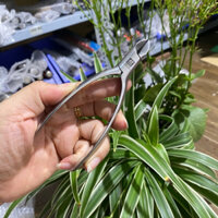 Kìm bấm cắt móng tay móng chân Đức, không gỉ