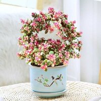 Kim chi ngọc diệp bồn hoa tạo hình nhã nhạc vũ điệu thịt thực vật nhiều thịt cọc cũ cây cảnh hoa hiếm t