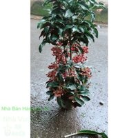 Kim Ngân Lượng Hàng Đẹp