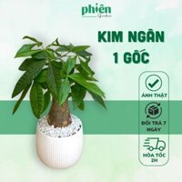 Kim Ngân Một Gốc Thu Hút Tài Lộc Vận May, Cây Kim Ngân Một Gốc Để Bàn Kèm Chậu Gốm Sứ