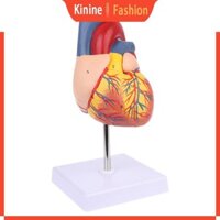 Kin Tháo rời Giải phẫu Mô hình trái tim con người Giải phẫu Công cụ giảng dạy y tế