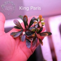 King Paris Bucep | hàng ngọn | lá cạn | cây thủy sinh giọt nước
