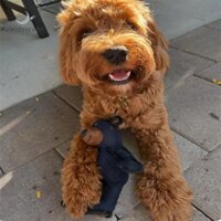 Kính vạn hoa Đồ chơi thú cưng gấu mạnh mẽ, Đồ chơi cho chó, Đồ nhai hung hãn nặng, Đồ chơi cho chó không thể phá hủy, Răng làm sạch chó lớn nhỏ, Đồ chơi kêu, Đồ chơi chó tương tác Đồ dùng cho thú cưng Nice