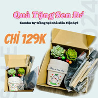 Kit tự trồng sen đá tại nhà - Combo trồng cây kèm chậu vẽ tay theo yêu cầu