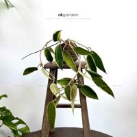 Kokedama Lan Cẩm Cù - Hoya Macrophylla Kèm Đĩa Gốm, Cây Ưa Nắng, Dễ Chăm Sóc