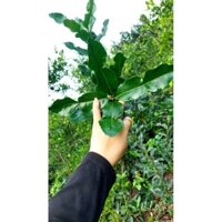 lá chanh thái,  lá chúc tươi organic 1kg