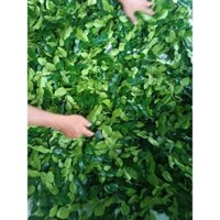 Lá chúc. 1kg. lá chanh thái. lá chanh số 8. hàng tươi