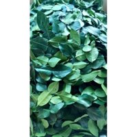 lá chúc,  lá chanh thái an giang 140k 1kg ( chỉ bán miền nam)